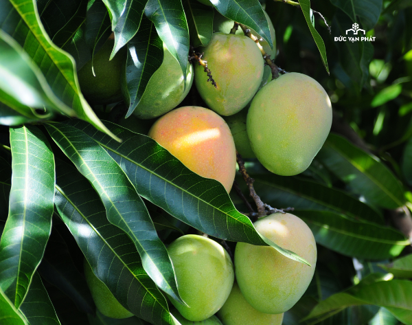 Xoài đông lạnh - Frozen Mango